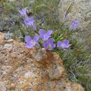 SouthernSierra 242 : SouthernSierra